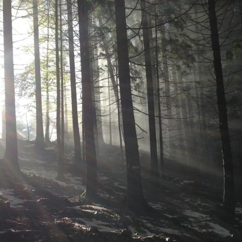 Wald