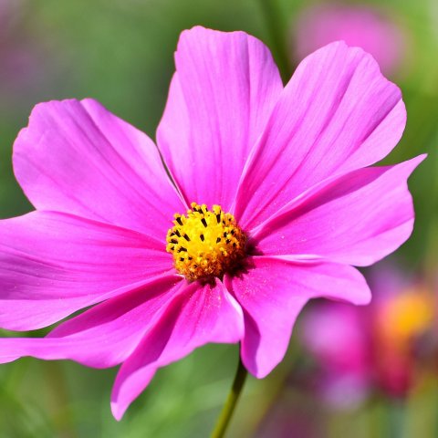 BlĂŒte rosa