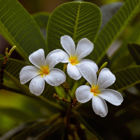 weiße Blüten