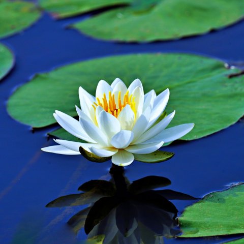 Wasserlilie
