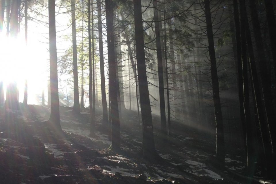 Wald