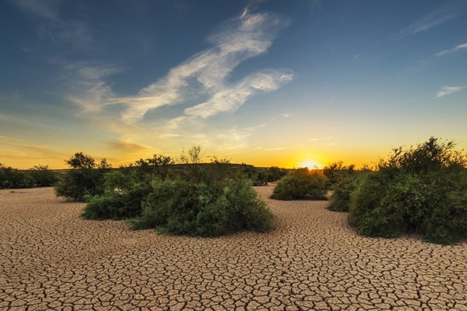 Trockener, aufgesprungener Erdboden mit Büschen im Sonnenuntergang