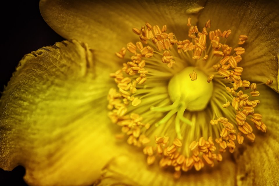 gelbe Blüte