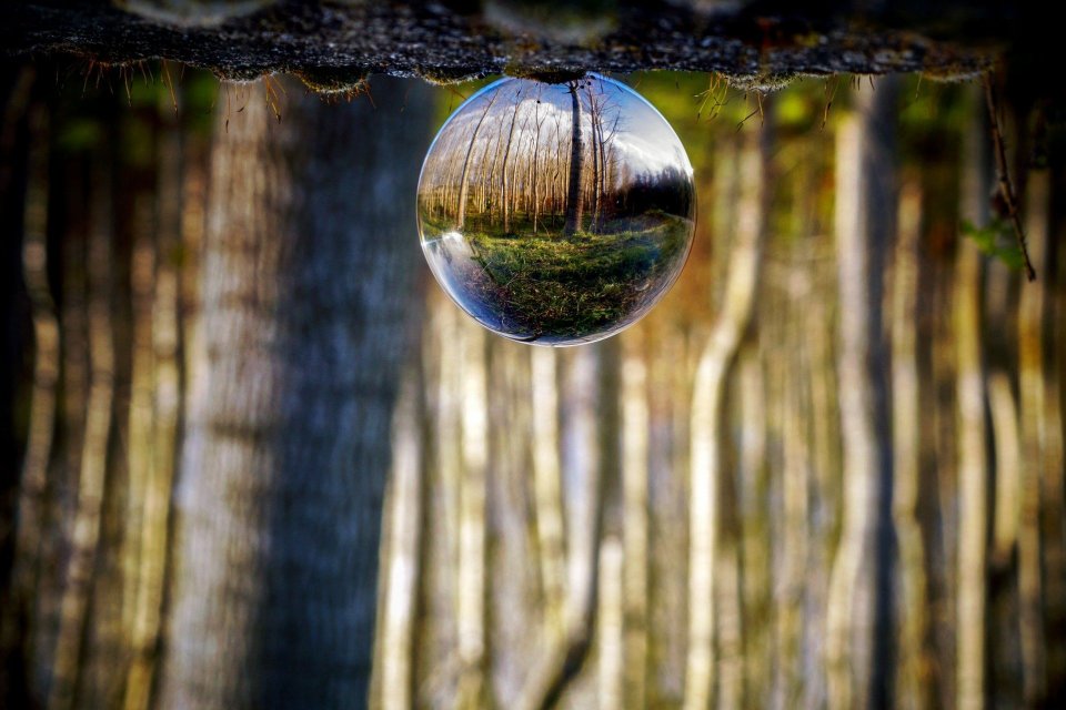 Glaskugel im Wald, die den Wald spiegelt