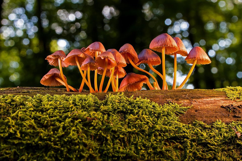 Pilze auf einem Baumstamm